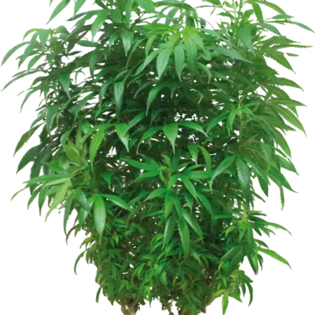 Marijuana Bonsai